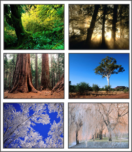 Trees Screensaver 2 1.0